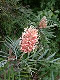 Grevillea Pink